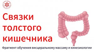 Связки толстого кишечника. Фрагмент обучения висцеральному массажу и кинезиологии