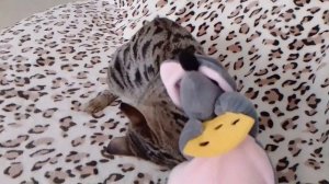 Муся поймала мышку😊😊😊