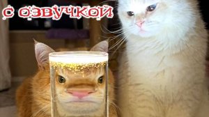 Приколы с котами! С ОЗВУЧКОЙ! Смешные видео с котами и собаками! Самые смешные животные!