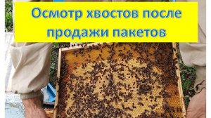 Холодное лето 2025 года (состояние хвостов)