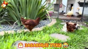 Забавные утки мускусные и пекинские на свободном выгуле ч.(101) ❣️🤗😂