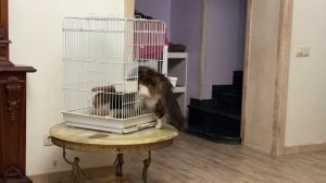 Смешные щенки играют в прятки.