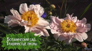 Ботанический сад. Травянистые пионы (2025)