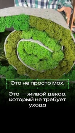 Пластовой стабилизированный мох разных оттенков