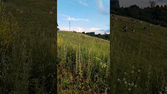 Альпийские телята в Башкирии 🤩