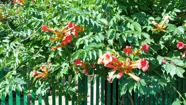Цветочное настроение.