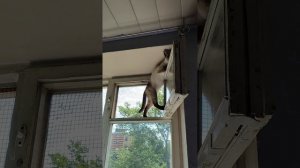 Какая упорная кошка
