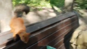 Бельчонок. 🐿️ И Копия копии небольшая зарисовка