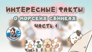 Интересные факты о морских свинках