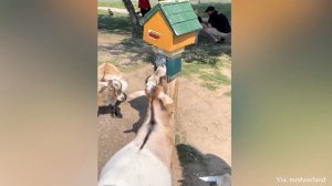 Это Для того, Чтобы ПОСМЕЯТЬСЯ, Просматривая Это Видео О САМЫХ СМЕШНЫХ ЖИВОТНЫХ На Земле.