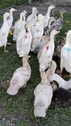 Мои утята в конце июня.Гуляют в саду.