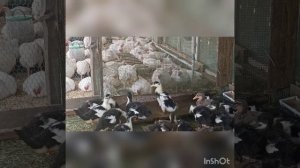 Утки "Башкирки"