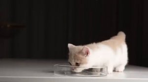 Котёнок кушает ХВОСТ КРОКОДИЛА ! АСМР