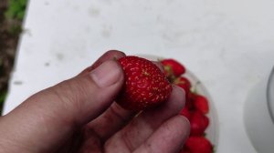 Сакура сакура (вишня) Ам-ням-ням.