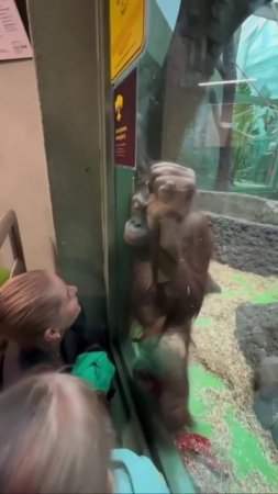 VID_20250628_062210_725.mp4