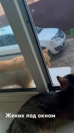 Для прекрасной дамы#кошачьялюбовь