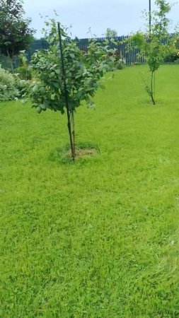 Тля атакует, спасаю яблоню и вишню