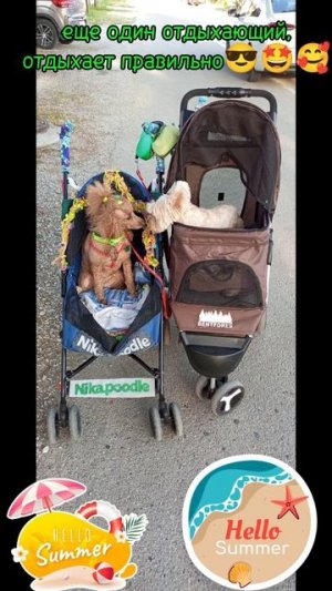 Никуша в Кабардинке