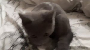 Хочу играть на ночь глядя, бешу всех кто рядом)