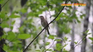 Так скучала я (гармонь)