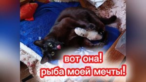Кошки с озвучкой.