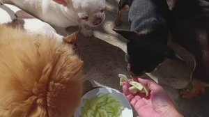 Все дружненько перекусили, похрустели огурчиками.