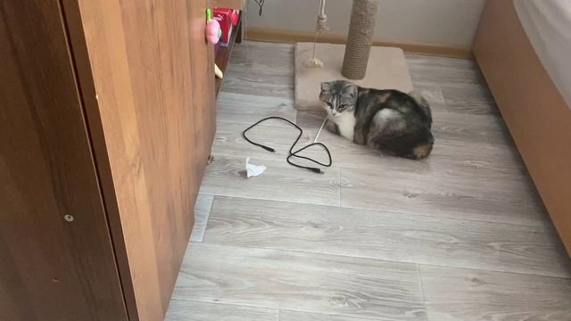 Развлекаем нашу кошку (часть11)