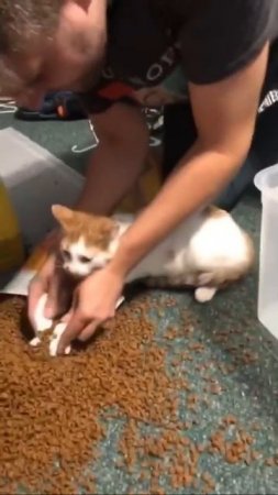 Наш TG https://t.me/liveofcats
