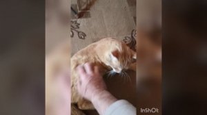 Кот