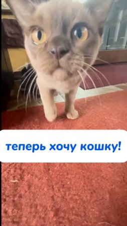 хочу кошку!