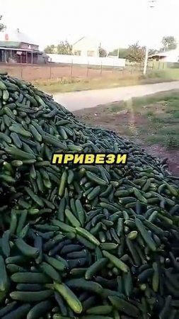 Щедрый огуречный сосед🥒🚛🏠