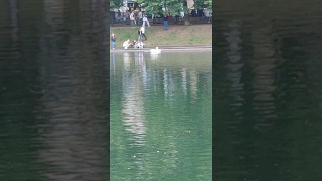 пруд на Патриарших