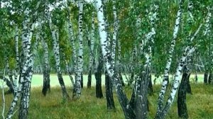 ХОРОШО, КАК В ЛЕСУ