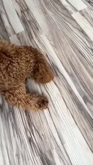 Смешные видео