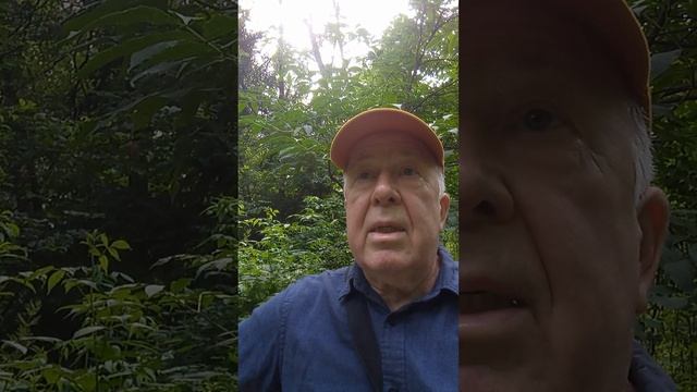 Погода в парке лосиный остров ID_20250628_161021