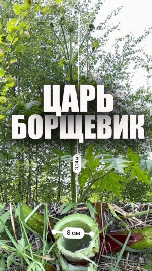 Царь Борщевик 🌱 Как с ним бороться!