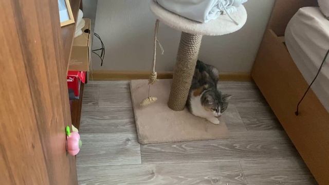 Развлекаем нашу кошку (часть4)