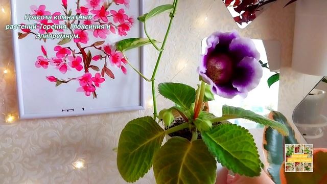 Красота комнатных растений-Торения, Глоксиния и Эпипремнум.💖🫶🌿