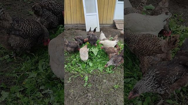 Витаминчики для наших курочек 🐔