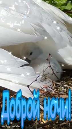 Доброй ночи!) Нежных снов) #добройночи