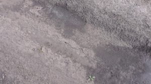 Всходы брюквы