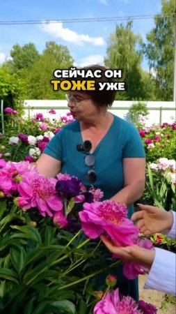 Я Залипла На Этот Куст...Что За Мираж Такой?! 🌸🤷♀️  #цветы #дача #пионы #сад