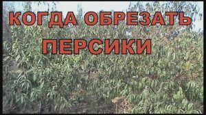 Когда обрезать персики