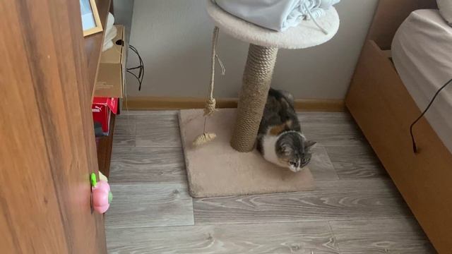 Развлекаем нашу кошку (часть5)