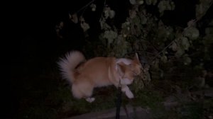 Ночная прогулка с Корги