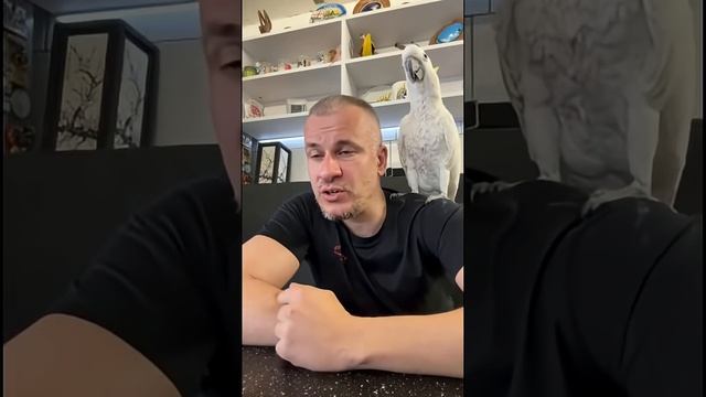 Говорящий попугай Какаду Кирюша @какаду @cockatoo @parrot @animals @birds @m_HD