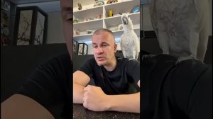 Говорящий попугай Какаду Кирюша @какаду @cockatoo @parrot @animals @birds @m_HD