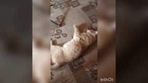 Кот