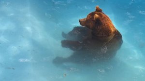 Медведь Мансур отдыхает в бассейне 🐻🏊