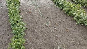 Картошка 28.06.2025 .